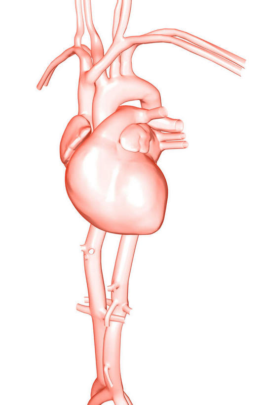 内脏,心脏,动脉,静脉,无人,竖图,插画,室内,白天,白色背景,正面,数码,科技,静物,阴影,局部,网络,医学,高光,几何,计算机图形,合成,图画,画,模型,人体,电脑合成图,数码合成图,生物学,人体器官,器官,漫画,心血管,心房,心室,生理学,写实,具体,具象,颈动脉,颈静脉,锁骨下动脉,锁骨下静脉,下腔静脉,主动脉,上腔静脉,升主动脉,降主动脉,腋动脉,腋静脉,肺动脉,肺静脉,腔静脉,心,彩图