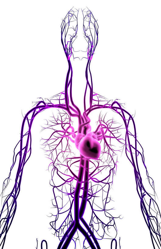 内脏,心脏,动脉,静脉,无人,竖图,插画,室内,白天,白色背景,正面,数码,科技,静物,阴影,局部,网络,医学,线条,高光,几何,计算机图形,合成,图画,画,模型,人体,轮廓,电脑合成图,数码合成图,生物学,人体器官,器官,漫画,左心房,心血管,心房,心室,生理学,写实,具体,具象,右心室,锁骨下动脉,锁骨下静脉,下腔静脉,主动脉,上腔静脉,肺动脉,肺静脉,右心房,左心室,心,彩图