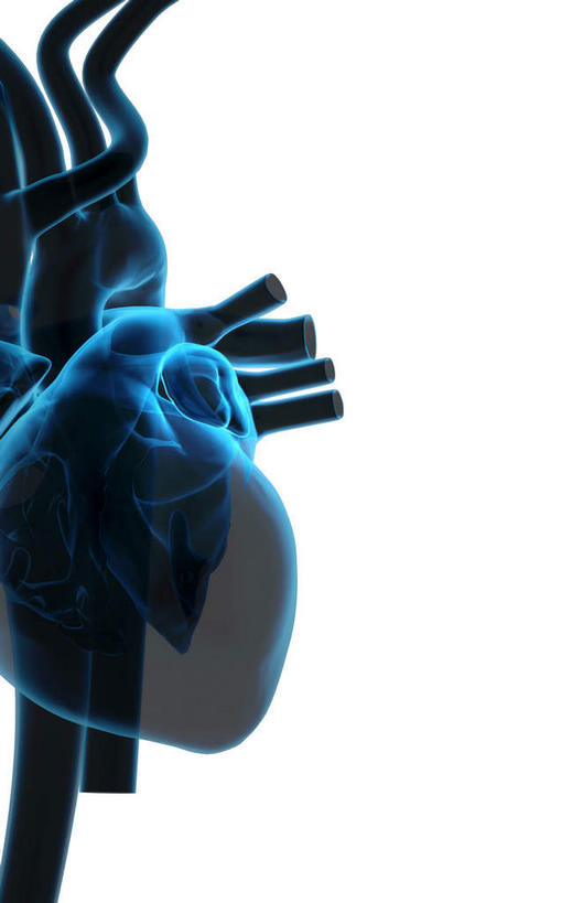 内脏,心脏,动脉,静脉,无人,竖图,插画,室内,白天,白色背景,正面,数码,科技,静物,阴影,局部,网络,医学,高光,几何,计算机图形,合成,图画,画,模型,人体,电脑合成图,数码合成图,生物学,人体器官,器官,漫画,左心房,心血管,心房,心室,生理学,写实,具体,具象,锁骨下动脉,锁骨下静脉,下腔静脉,肺动脉,肺静脉,右心耳,右心房,心,彩图