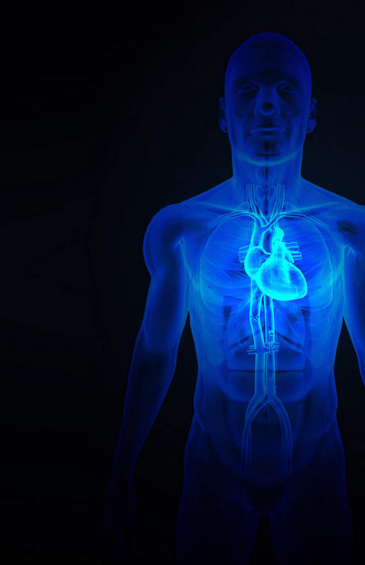 内脏,心脏,动脉,静脉,无人,竖图,插画,室内,白天,正面,数码,科技,静物,阴影,黑色背景,局部,网络,医学,线条,高光,几何,计算机图形,合成,图画,画,模型,人体,轮廓,电脑合成图,数码合成图,生物学,人体器官,器官,漫画,心血管,生理学,写实,具体,具象,下腔静脉,主动脉,上腔静脉,升主动脉,降主动脉,肺动脉,肺静脉,腔静脉,心,彩图