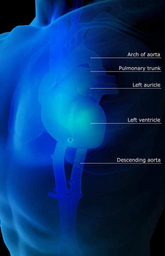 胸,内脏,心脏,动脉,静脉,无人,竖图,插画,室内,白天,正面,数码,科技,静物,阴影,黑色背景,局部,网络,医学,英文,标志,文字,字符,字母,高光,几何,计算机图形,合成,图画,标识,画,模型,解说,人体,说明,英文字母,电脑合成图,数码合成图,生物学,人体器官,器官,漫画,左心房,心血管,心房,生理学,写实,具体,具象,阐明,申明,注解,注明,锁骨下动脉,锁骨下静脉,下腔静脉,主动脉,肺动脉,肺静脉,右心耳,心,胸部,彩图
