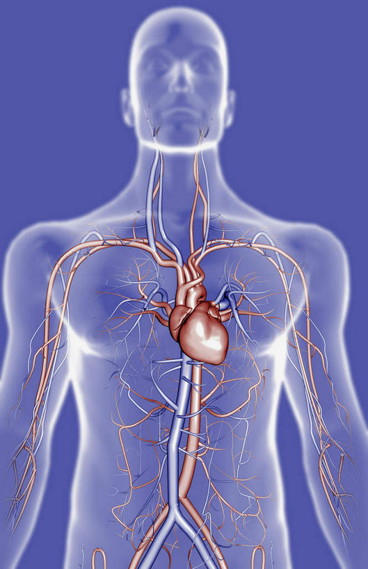 内脏,心脏,动脉,静脉,无人,竖图,插画,室内,白天,正面,数码,科技,静物,阴影,局部,蓝色背景,网络,医学,线条,高光,几何,计算机图形,合成,图画,画,模型,人体,轮廓,电脑合成图,数码合成图,生物学,人体器官,器官,漫画,心血管,生理学,写实,具体,具象,颈动脉,下腔静脉,主动脉,上腔静脉,升主动脉,降主动脉,颈内静脉,腋动脉,腋静脉,肺动脉,肺静脉,腔静脉,心,彩图