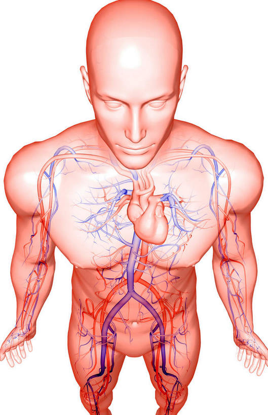 内脏,心脏,动脉,静脉,无人,竖图,插画,室内,白天,白色背景,正面,数码,科技,静物,阴影,局部,网络,医学,高光,几何,计算机图形,合成,图画,画,模型,人体,电脑合成图,数码合成图,生物学,人体器官,器官,漫画,心血管,生理学,写实,具体,具象,下腔静脉,上腔静脉,升主动脉,降主动脉,腔静脉,心,彩图,全身