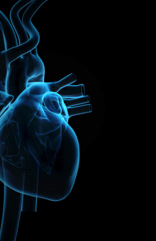 内脏,心脏,动脉,静脉,无人,竖图,插画,x光片,室内,白天,正面,数码,科技,静物,阴影,黑色背景,局部,辐射,科学,网络,医学,线条,高光,几何,计算机图形,合成,图画,画,模型,人体,轮廓,电脑合成图,数码合成图,医疗,生物学,人体器官,科学技术,x射线,器官,x光,漫画,左心房,心血管,心房,心室,生理学,写实,具体,具象,下腔静脉,主动脉,肺动脉,肺静脉,心,彩图,电磁波,电磁辐射