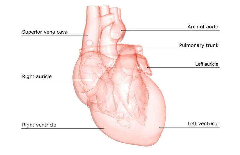 内脏,心脏,动脉,静脉,无人,横图,插画,室内,白天,白色背景,正面,数码,科技,静物,阴影,局部,网络,医学,英文,标志,文字,字符,字母,高光,几何,计算机图形,合成,图画,标识,画,模型,解说,人体,说明,英文字母,电脑合成图,数码合成图,生物学,人体器官,器官,漫画,心血管,心房,心室,生理学,写实,具体,具象,右心室,阐明,申明,注解,注明,锁骨下动脉,锁骨下静脉,下腔静脉,主动脉,上腔静脉,肺动脉,肺静脉,右心耳,右心房,左心室,心,彩图