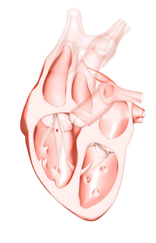 内脏,心脏,动脉,静脉,无人,竖图,插画,室内,白天,白色背景,正面,数码,科技,静物,阴影,局部,网络,医学,高光,几何,计算机图形,合成,图画,画,模型,人体,电脑合成图,数码合成图,生物学,人体器官,器官,漫画,左心房,心血管,心室,生理学,写实,具体,具象,右心室,上腔静脉,右心房,左心室,二尖瓣,房室瓣,室间隔,主动脉瓣,乳头肌,心,彩图