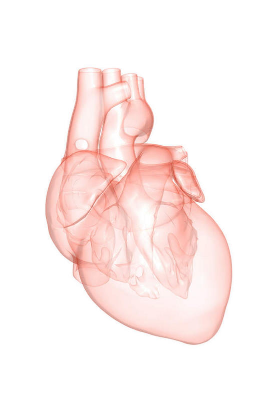 内脏,心脏,动脉,静脉,无人,竖图,插画,室内,白天,白色背景,正面,数码,科技,静物,阴影,局部,网络,医学,高光,几何,计算机图形,合成,图画,画,模型,人体,电脑合成图,数码合成图,生物学,人体器官,器官,漫画,左心房,心血管,心房,心室,生理学,写实,具体,具象,右心室,上腔静脉,右心房,左心室,心,彩图
