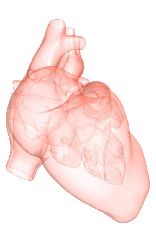 内脏,心脏,动脉,静脉,无人,竖图,插画,室内,白天,白色背景,正面,数码,科技,静物,阴影,局部,网络,医学,高光,几何,计算机图形,合成,图画,画,模型,人体,电脑合成图,数码合成图,生物学,人体器官,器官,漫画,左心房,心血管,心房,心室,生理学,写实,具体,具象,右心室,上腔静脉,右心房,左心室,心,彩图