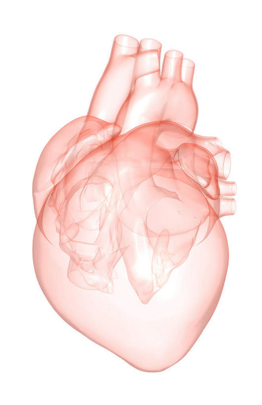 内脏,心脏,动脉,静脉,无人,竖图,插画,室内,白天,白色背景,正面,数码,科技,静物,阴影,局部,网络,医学,高光,几何,计算机图形,合成,图画,画,模型,人体,电脑合成图,数码合成图,生物学,人体器官,器官,漫画,左心房,心血管,心房,心室,生理学,写实,具体,具象,右心室,主动脉,上腔静脉,左心室,心,彩图