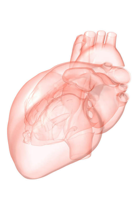 内脏,心脏,动脉,静脉,无人,竖图,插画,室内,白天,白色背景,正面,数码,科技,静物,阴影,局部,网络,医学,高光,几何,计算机图形,合成,图画,画,模型,人体,电脑合成图,数码合成图,生物学,人体器官,器官,漫画,左心房,心血管,心房,心室,生理学,写实,具体,具象,右心室,主动脉,右心房,左心室,心,彩图