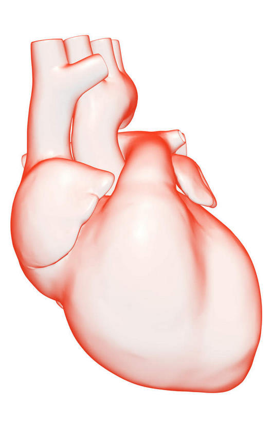 内脏,心脏,动脉,静脉,无人,竖图,插画,室内,白天,白色背景,正面,数码,科技,静物,阴影,局部,网络,医学,高光,几何,计算机图形,合成,图画,画,模型,人体,电脑合成图,数码合成图,生物学,人体器官,器官,漫画,心血管,生理学,写实,具体,具象,右心室,上腔静脉,右耳廓,右心房,心,彩图
