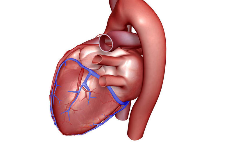 内脏,心脏,动脉,静脉,无人,横图,插画,室内,白天,白色背景,正面,数码,科技,静物,阴影,局部,网络,医学,高光,几何,计算机图形,合成,图画,画,模型,人体,电脑合成图,数码合成图,生物学,人体器官,器官,漫画,心血管,生理学,写实,具体,具象,肺动脉,肺静脉,冠状静脉窦,冠心病,心,彩图