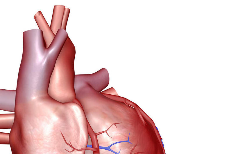 内脏,心脏,动脉,静脉,无人,横图,插画,室内,白天,白色背景,正面,数码,科技,静物,阴影,局部,网络,医学,高光,几何,计算机图形,合成,图画,画,模型,人体,电脑合成图,数码合成图,生物学,人体器官,器官,漫画,心血管,生理学,写实,具体,具象,肺动脉,肺静脉,冠心病,冠状沟,心,彩图