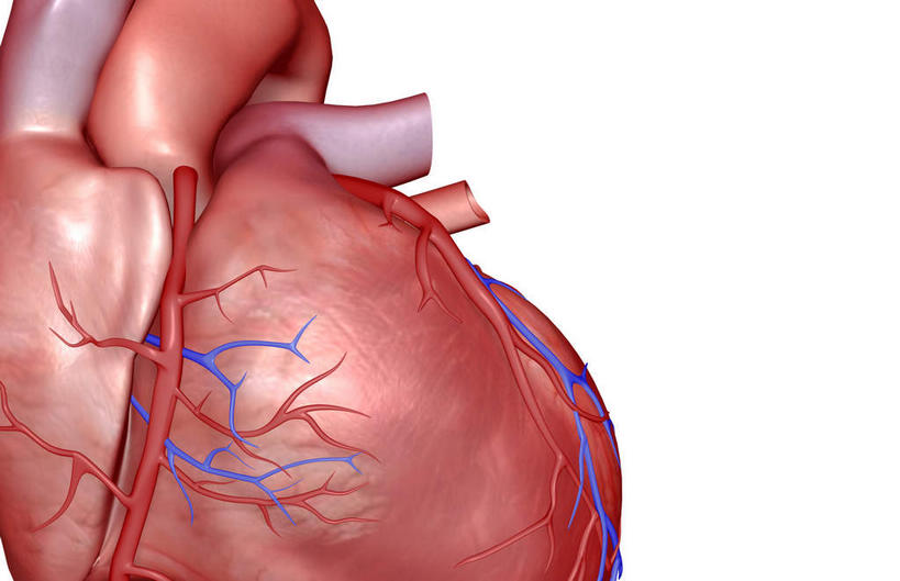 内脏,心脏,动脉,静脉,无人,横图,插画,室内,白天,白色背景,正面,数码,科技,静物,阴影,局部,网络,医学,高光,几何,计算机图形,合成,图画,画,模型,人体,电脑合成图,数码合成图,生物学,人体器官,器官,漫画,心血管,生理学,写实,具体,具象,肺动脉,肺静脉,冠心病,冠状沟,前室间沟,心,彩图