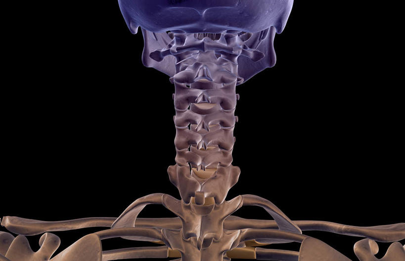 颅骨,锁骨,动脉,静脉,骨骼,脊椎,无人,横图,插画,x光片,室内,特写,白天,正面,数码,科技,静物,阴影,黑色背景,辐射,科学,网络,医学,骨头,高光,几何,计算机图形,合成,图画,画,模型,人体,电脑合成图,数码合成图,骨架,医疗,生物学,科学技术,x射线,x光,漫画,生理学,写实,具体,具象,颚骨,颈椎,脊椎骨,脊柱,头盖骨,彩图,电磁波,电磁辐射