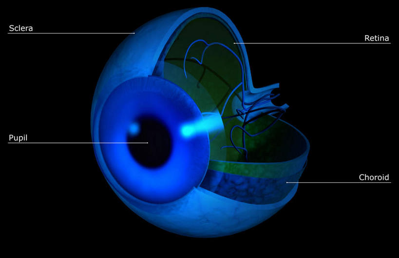 眼睛,无人,横图,插画,室内,特写,白天,正面,数码,科技,静物,瞳孔,阴影,黑色背景,网络,医学,英文,标志,文字,字符,字母,高光,几何,计算机图形,合成,图画,标识,画,人体,眼部,英文字母,电脑合成图,数码合成图,生物学,视网膜,眼球,解剖,器官,漫画,生理学,写实,具体,具象,巩膜,角膜,视觉器官,眼房,眼球壁,眼,彩图,剖解