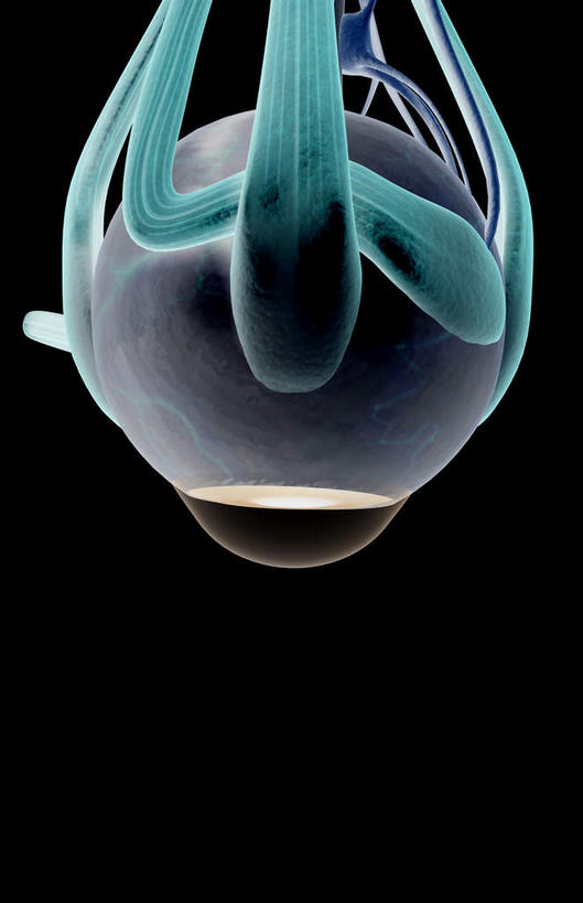 眼睛,肌肉,健壮,无人,竖图,插画,室内,特写,白天,正面,数码,科技,静物,瞳孔,阴影,黑色背景,网络,医学,高光,几何,计算机图形,合成,图画,画,健康,活力,力量,人体,眼部,青春,电脑合成图,数码合成图,生物学,视网膜,眼球,强壮,器官,漫画,生理学,写实,具体,具象,巩膜,角膜,视觉器官,眼房,眼球壁,上斜肌,眼,彩图