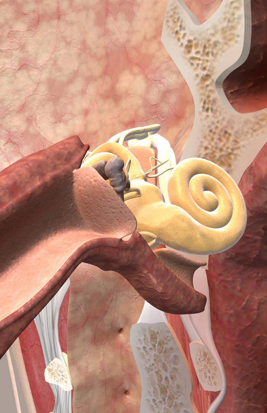 耳朵,内脏,动脉,静脉,无人,竖图,插画,室内,特写,白天,正面,数码,科技,静物,阴影,黑色背景,网络,医学,高光,几何,计算机图形,合成,图画,画,模型,人体,电脑合成图,数码合成图,生物学,人体器官,器官,漫画,耳廓,耳蜗,生理学,写实,具体,具象,内耳,中耳,听觉器官,耳膜,外耳,耳道,中耳鼓,耳,耳部,彩图