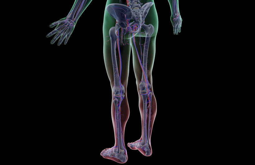 骨骼,血管,无人,横图,插画,x光片,室内,特写,白天,正面,数码,科技,静物,阴影,黑色背景,辐射,科学,网络,医学,线条,骨头,高光,几何,计算机图形,合成,图画,画,人体,轮廓,电脑合成图,数码合成图,骨架,医疗,生物学,科学技术,x射线,手骨,x光,漫画,生理学,写实,具体,具象,髌骨,腓骨,跗骨,股骨,胫骨,指骨,趾骨,股动脉,股静脉,胫后静脉,蹠骨,半身,彩图,电磁波,电磁辐射