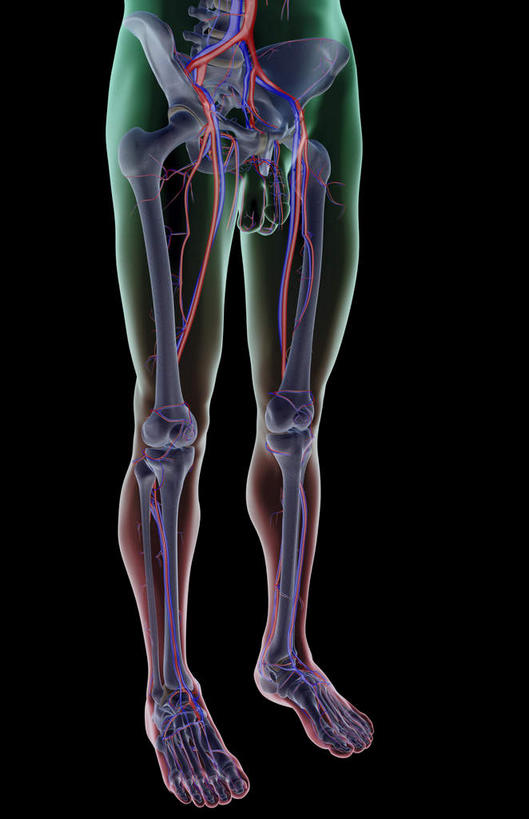 骨骼,血管,无人,竖图,插画,x光片,室内,特写,白天,正面,数码,科技,静物,阴影,黑色背景,辐射,科学,网络,医学,线条,骨头,高光,几何,计算机图形,合成,图画,画,人体,轮廓,电脑合成图,数码合成图,骨架,医疗,生物学,科学技术,x射线,x光,漫画,生理学,写实,具体,具象,髌骨,腓骨,跗骨,股骨,胫骨,趾骨,股动脉,股静脉,髂动脉,髂静脉,髂内动脉,髂内静脉,髂外动脉,髂外静脉,蹠骨,半身,彩图,电磁波,电磁辐射