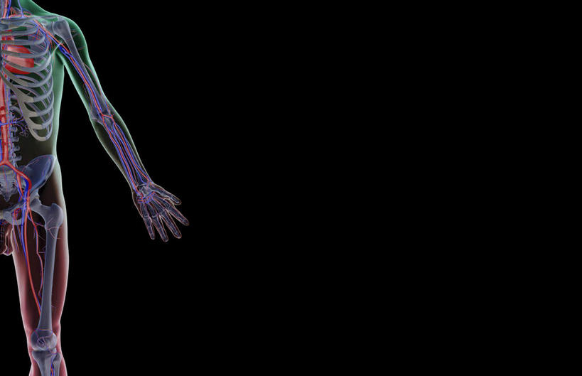 锁骨,肩胛骨,骨骼,胸骨,肋骨,骨盆,血管,无人,横图,插画,x光片,室内,特写,白天,正面,数码,科技,静物,阴影,黑色背景,辐射,科学,网络,医学,线条,骨头,高光,几何,计算机图形,合成,图画,画,人体,轮廓,电脑合成图,数码合成图,骨架,医疗,生物学,科学技术,x射线,盆骨,x光,漫画,生理学,写实,具体,具象,骶骨,股骨,髋骨,尾骨,胸椎,腰骨,肋软骨,尺动脉,肱静脉,桡动脉,桡静脉,肘静脉,肱动脉,半身,彩图,电磁波,电磁辐射