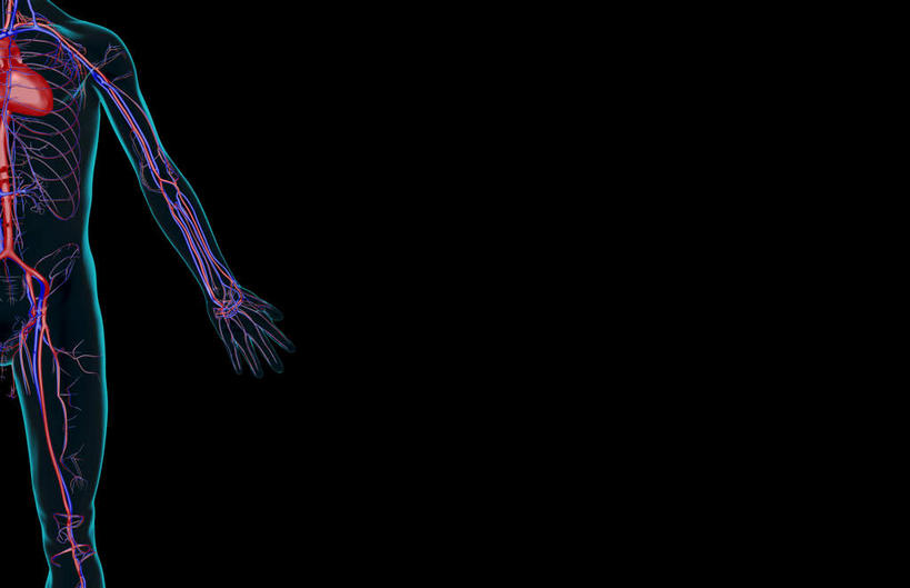 血管,无人,横图,插画,x光片,室内,特写,白天,正面,数码,科技,静物,阴影,黑色背景,辐射,科学,网络,医学,线条,高光,几何,计算机图形,合成,图画,画,人体,轮廓,电脑合成图,数码合成图,医疗,生物学,科学技术,x射线,x光,漫画,生理学,写实,具体,具象,尺动脉,肱静脉,桡动脉,桡静脉,肘静脉,肱动脉,半身,彩图,电磁波,电磁辐射