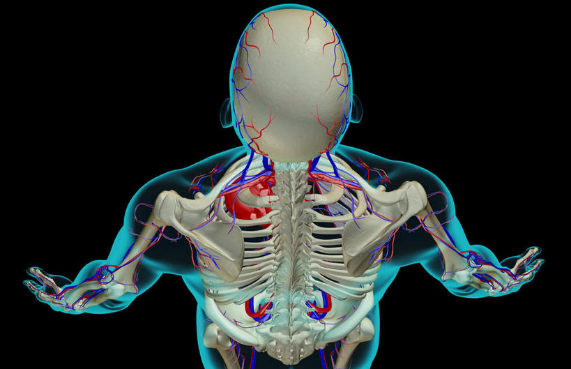血管,无人,横图,插画,x光片,室内,特写,白天,正面,数码,科技,静物,阴影,黑色背景,辐射,科学,网络,医学,线条,高光,几何,计算机图形,合成,图画,画,人体,轮廓,电脑合成图,数码合成图,医疗,生物学,科学技术,x射线,x光,漫画,生理学,写实,具体,具象,锁骨下动脉,锁骨下静脉,腋动脉,腋静脉,半身,彩图,电磁波,电磁辐射