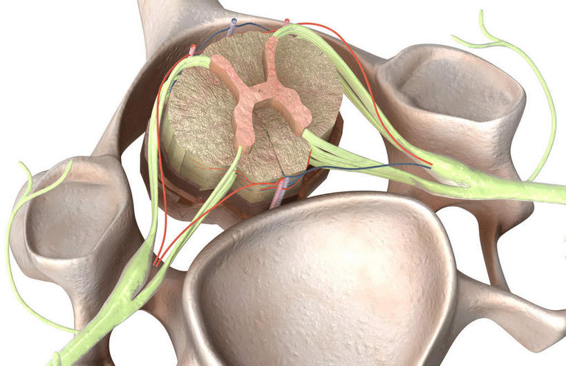 脊髓,脊椎,无人,横图,插画,室内,特写,白天,白色背景,正面,数码,科技,静物,阴影,网络,医学,高光,几何,计算机图形,合成,图画,画,人体,电脑合成图,数码合成图,生物学,漫画,生理学,写实,具体,具象,背根神经节,软脑膜,硬膜,背侧神经根,腹侧神经根,脊柱,彩图
