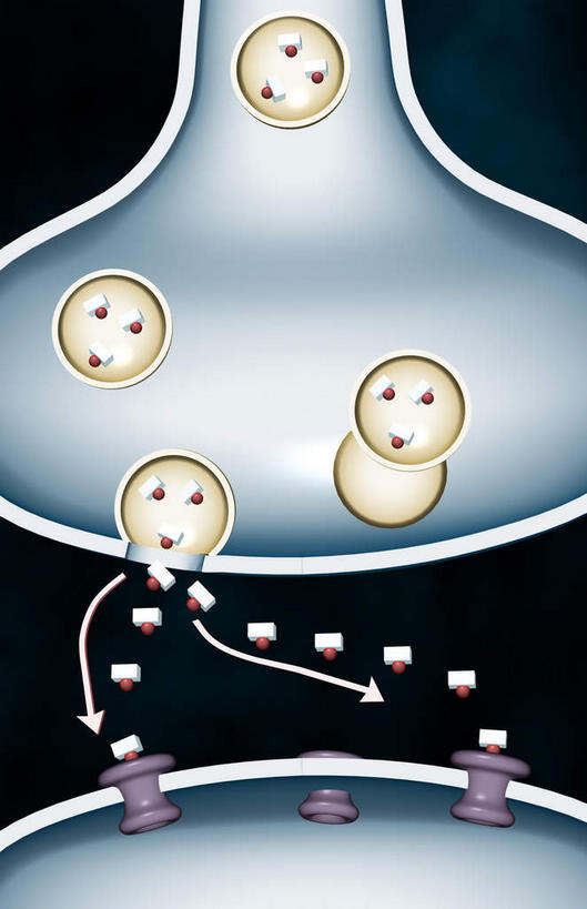 神经,无人,竖图,插画,室内,特写,白天,正面,数码,科技,静物,阴影,黑色背景,网络,医学,高光,几何,计算机图形,合成,图画,画,人体,电脑合成图,数码合成图,生物学,漫画,生理学,写实,具体,具象,神经根,突触,彩图,神经系统