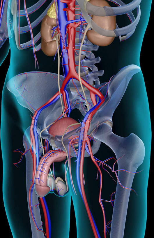 骨骼,肋骨,骨盆,血管,膀胱,睾丸,阴囊,无人,竖图,插画,室内,特写,白天,正面,数码,科技,静物,阴影,黑色背景,局部,网络,医学,线条,骨头,高光,几何,计算机图形,合成,图画,画,人体,轮廓,电脑合成图,数码合成图,骨架,生物学,盆骨,漫画,泌尿系统,前列腺,生理学,写实,具体,具象,骶骨,股骨,髋骨,尾骨,髂动脉,髂静脉,髂内动脉,髂内静脉,髂外动脉,髂外静脉,彩图,生殖器官
