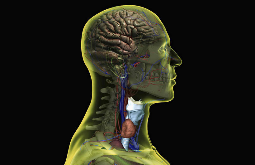 颅骨,骨骼,血管,无人,横图,插画,室内,特写,白天,正面,数码,科技,静物,大脑,阴影,黑色背景,网络,医学,骨头,高光,几何,计算机图形,合成,图画,画,人体,电脑合成图,数码合成图,骨架,生物学,器官,沟壑,漫画,小脑,脑干,生理学,写实,具体,具象,大脑皮层,端脑,沟,灰质,回,间脑,颈椎,颈动脉,面静脉,椎动脉,颈内静脉,面神经,头盖骨,彩图