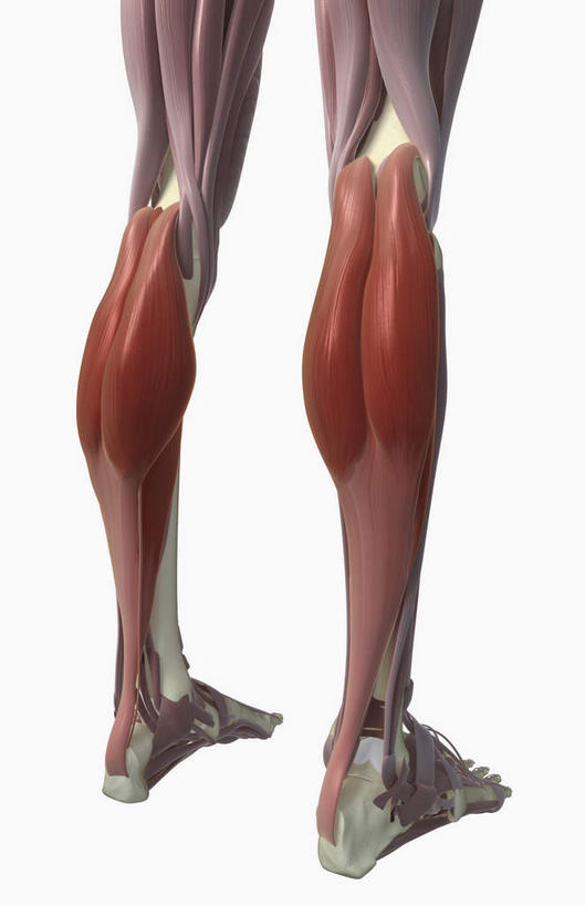 腿部,肌肉,腿,健壮,无人,竖图,插画,室内,特写,白天,白色背景,正面,数码,科技,静物,阴影,局部,网络,医学,高光,几何,计算机图形,合成,图画,画,健康,活力,力量,人体,青春,电脑合成图,数码合成图,生物学,强壮,漫画,生理学,写实,具体,具象,腓肠肌,比目鱼肌,彩图