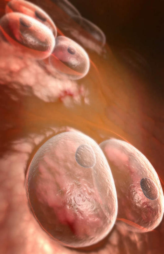 骨骼,无人,竖图,插画,室内,特写,白天,正面,数码,科技,静物,阴影,黑色背景,网络,医学,骨头,高光,几何,计算机图形,合成,图画,画,人体,电脑合成图,数码合成图,骨架,生物学,漫画,软骨,生理学,写实,具体,具象,弹性软骨,彩图