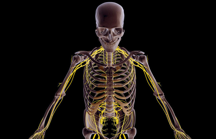 锁骨,肩胛骨,骨骼,胸骨,肋骨,骨盆,无人,横图,插画,室内,特写,白天,正面,数码,科技,静物,阴影,黑色背景,网络,医学,骨头,高光,几何,计算机图形,合成,图画,画,人体,电脑合成图,数码合成图,骨架,生物学,盆骨,漫画,生理学,写实,具体,具象,鼻骨,尺骨,骶骨,顶骨,额骨,肱骨,颈椎,髋骨,颞骨,桡骨,腕骨,尾骨,胸椎,腰骨,掌骨,指骨,肋间神经,下颌骨,胸神经,腋神经,肋软骨,颧骨,臂丛,彩图,神经系统