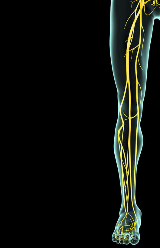 无人,竖图,插画,x光片,室内,特写,白天,正面,数码,科技,静物,阴影,黑色背景,辐射,科学,网络,医学,线条,高光,几何,计算机图形,合成,图画,画,人体,轮廓,电脑合成图,数码合成图,医疗,生物学,科学技术,x射线,x光,漫画,生理学,写实,具体,具象,胫神经,彩图,神经系统,电磁波,电磁辐射
