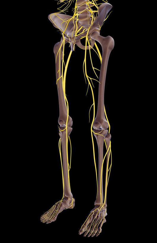 神经,骨骼,骨盆,无人,竖图,插画,室内,特写,白天,正面,数码,科技,静物,阴影,黑色背景,网络,医学,骨头,高光,几何,计算机图形,合成,图画,画,人体,电脑合成图,数码合成图,骨架,生物学,盆骨,漫画,生理学,写实,具体,具象,髌骨,骶骨,腓骨,跗骨,股骨,胫骨,髋骨,尾骨,趾骨,胫神经,腰丛,股神经,隐神经,蹠骨,腰部神经,彩图,神经系统