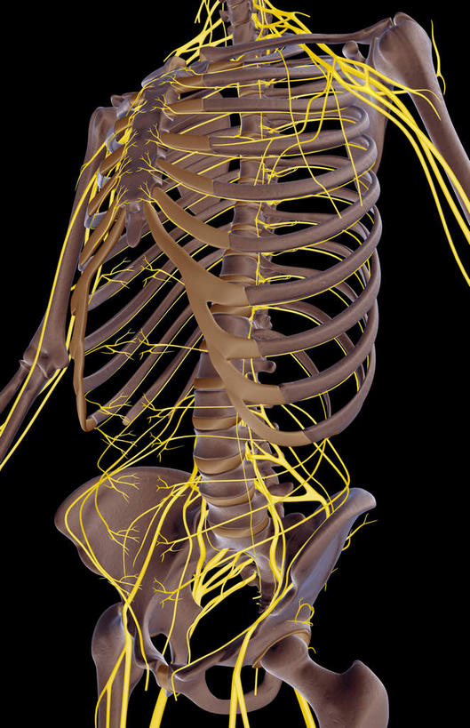 锁骨,肩胛骨,神经,骨骼,胸骨,肋骨,骨盆,无人,竖图,插画,室内,特写,白天,正面,数码,科技,静物,阴影,黑色背景,网络,医学,骨头,高光,几何,计算机图形,合成,图画,画,人体,电脑合成图,数码合成图,骨架,生物学,盆骨,漫画,生理学,写实,具体,具象,尺骨,骶骨,肱骨,髋骨,尾骨,胸椎,腰骨,肋间神经,腋神经,肋软骨,腰丛,骶丛神经,腰部神经,腰骶神经,彩图,神经系统