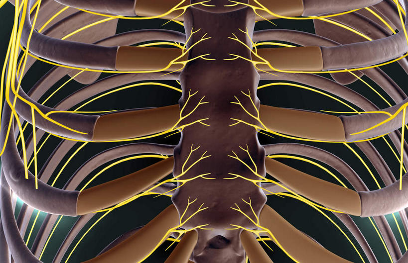 神经,骨骼,肋骨,无人,横图,插画,室内,特写,白天,正面,数码,科技,静物,阴影,黑色背景,网络,医学,骨头,高光,几何,计算机图形,合成,图画,画,人体,电脑合成图,数码合成图,骨架,生物学,漫画,生理学,写实,具体,具象,肋间神经,胸神经,彩图,神经系统