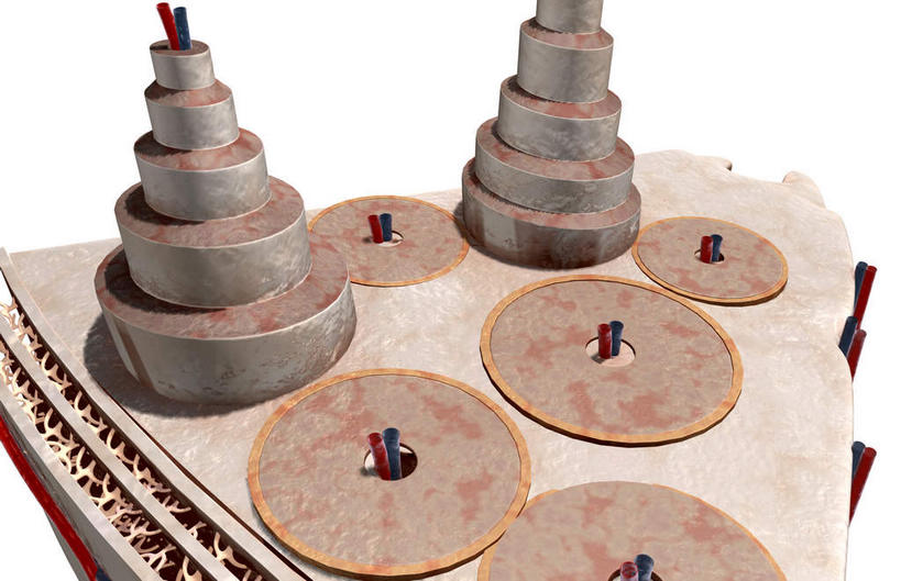 无人,横图,插画,室内,特写,白天,白色背景,正面,数码,科技,静物,阴影,网络,医学,高光,几何,计算机图形,合成,图画,画,人体,电脑合成图,数码合成图,生物学,漫画,生理学,写实,具体,具象,骨膜,骨皮质,间质片层,彩图