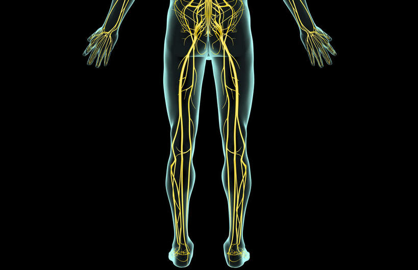无人,横图,插画,x光片,室内,特写,白天,正面,数码,科技,静物,阴影,黑色背景,辐射,科学,网络,医学,线条,高光,几何,计算机图形,合成,图画,画,人体,轮廓,电脑合成图,数码合成图,医疗,生物学,科学技术,x射线,x光,漫画,生理学,写实,具体,具象,胫神经,股神经,坐骨神经,彩图,神经系统,电磁波,电磁辐射