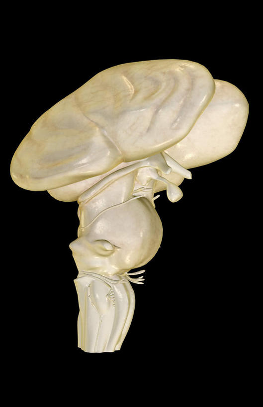 无人,竖图,插画,室内,特写,白天,正面,数码,科技,静物,大脑,阴影,黑色背景,网络,医学,高光,几何,计算机图形,合成,图画,画,人体,电脑合成图,数码合成图,生物学,器官,沟壑,漫画,小脑,脑干,生理学,写实,具体,具象,大脑皮层,端脑,沟,灰质,回,间脑,脑下垂体,枕叶,滑车神经,三叉神经,视交叉,视神经,外展神经,延髓,彩图