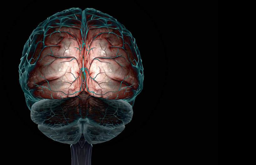 动脉,血管,无人,横图,插画,x光片,室内,特写,白天,正面,数码,科技,静物,大脑,阴影,黑色背景,辐射,科学,网络,医学,高光,几何,计算机图形,合成,图画,画,人体,电脑合成图,数码合成图,医疗,生物学,科学技术,x射线,器官,沟壑,x光,漫画,小脑,脑干,生理学,写实,具体,具象,大脑皮层,端脑,沟,灰质,回,间脑,脑动脉,彩图,电磁波,电磁辐射