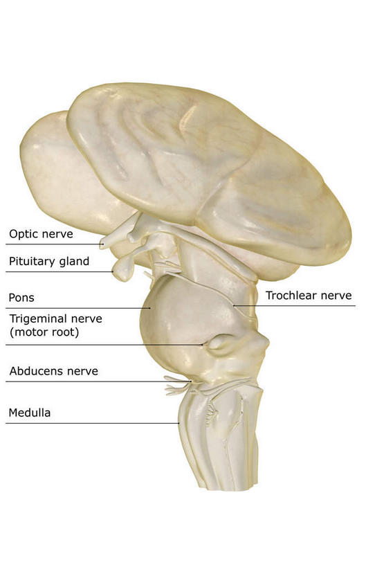 无人,竖图,插画,室内,特写,白天,白色背景,正面,数码,科技,静物,大脑,阴影,网络,医学,英文,标志,文字,字符,字母,高光,几何,计算机图形,合成,图画,标识,画,人体,英文字母,电脑合成图,数码合成图,生物学,器官,沟壑,漫画,小脑,脑干,生理学,写实,具体,具象,大脑皮层,端脑,沟,灰质,回,间脑,脑桥,滑车神经,视交叉,视神经,外展神经,延髓,垂体,彩图