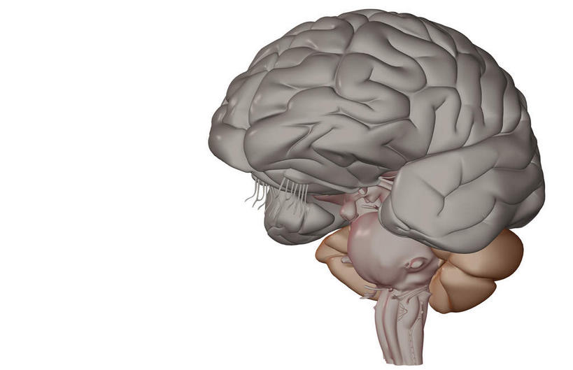 无人,横图,插画,室内,特写,白天,白色背景,正面,数码,科技,静物,大脑,阴影,网络,医学,高光,几何,计算机图形,合成,图画,画,人体,电脑合成图,数码合成图,生物学,器官,沟壑,漫画,小脑,脑干,生理学,写实,具体,具象,大脑皮层,端脑,额叶,沟,灰质,回,间脑,脑桥,颞叶,彩图