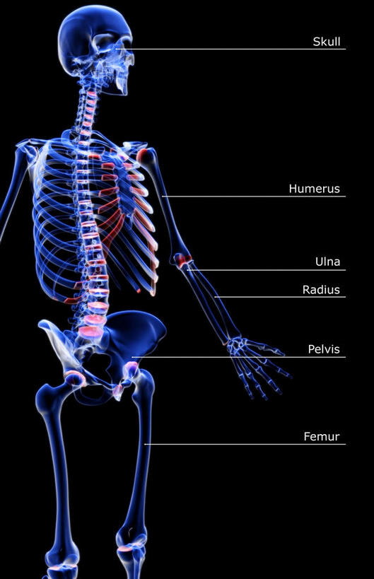 锁骨,肩胛骨,骨骼,胸骨,肋骨,骨盆,无人,竖图,插画,x光片,室内,特写,白天,正面,数码,科技,静物,阴影,黑色背景,辐射,科学,网络,医学,英文,标志,文字,字符,字母,骨头,高光,几何,计算机图形,合成,图画,标识,画,人体,英文字母,电脑合成图,数码合成图,骨架,医疗,生物学,科学技术,x射线,盆骨,x光,漫画,生理学,写实,具体,具象,鼻骨,尺骨,骶骨,顶骨,额骨,肱骨,颈椎,髋骨,颞骨,桡骨,腕骨,尾骨,胸椎,腰骨,掌骨,指骨,下颌骨,肋软骨,颧骨,半身,彩图,电磁波,电磁辐射