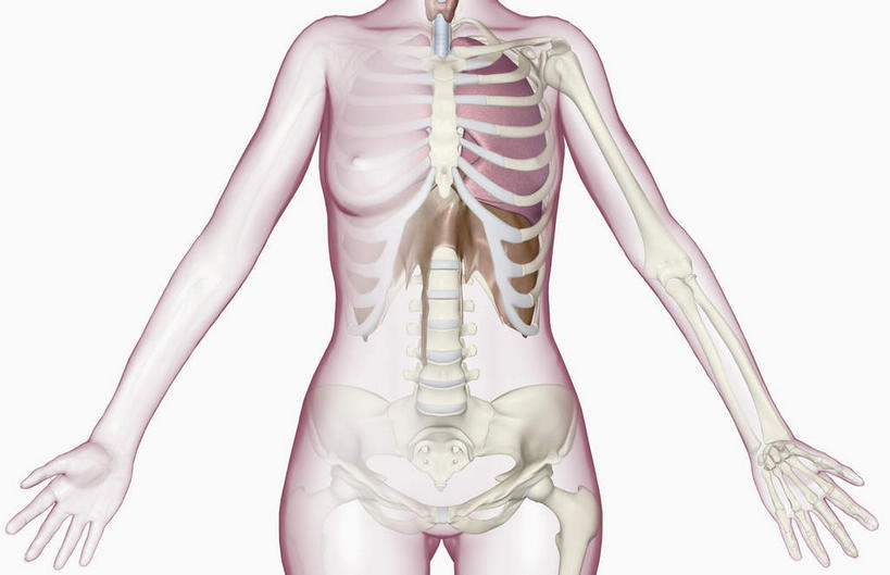锁骨,肩胛骨,骨骼,胸骨,肋骨,骨盆,无人,横图,插画,室内,特写,白天,白色背景,正面,数码,科技,静物,阴影,网络,医学,骨头,高光,几何,计算机图形,合成,图画,画,人体,电脑合成图,数码合成图,骨架,生物学,盆骨,漫画,生理学,写实,具体,具象,骶骨,髋骨,尾骨,胸椎,腰骨,肋软骨,女性,彩图