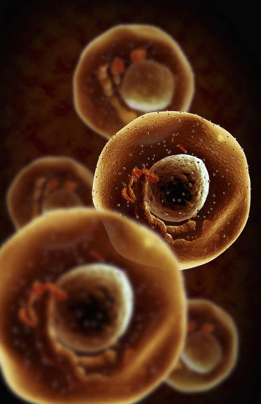 无人,竖图,插画,室内,特写,白天,正面,数码,分子,科技,微生物,静物,阴影,黑色背景,网络,细胞核,医学,细胞,高光,几何,计算机图形,合成,图画,画,生物,人体,电脑合成图,数码合成图,医疗,生物学,漫画,生理学,写实,具体,具象,寄生,生命体,巨核细胞,彩图