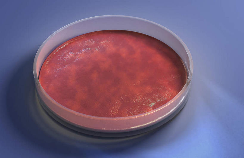 无人,横图,室内,特写,白天,正面,实验,仪器,分子,微生物,静物,研究,分析,化学,医学,测试,培养皿,一个,器皿,生物,单个,医疗,病毒,生物学,皮氏培养皿,试验耗材,实验用品,化学器材,寄生,生命体,彩图