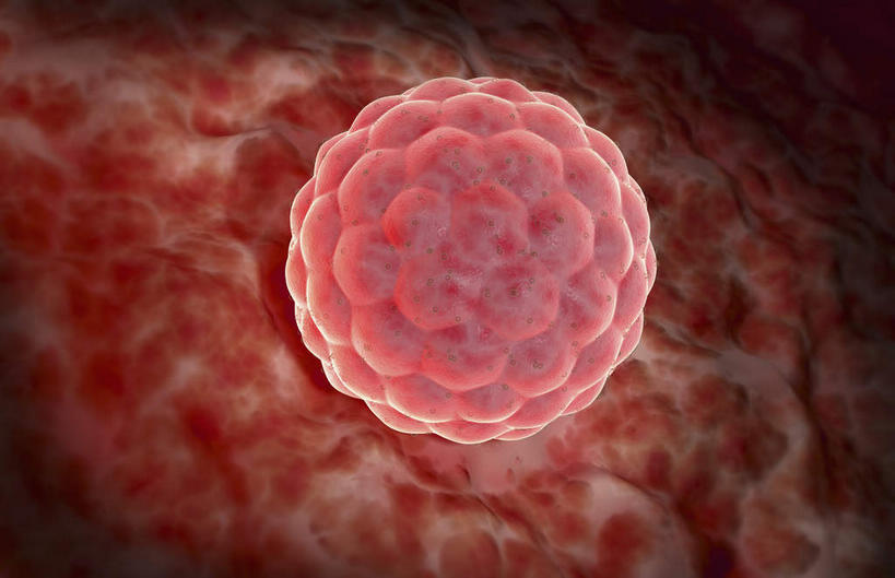 无人,横图,插画,室内,特写,白天,正面,数码,分子,科技,微生物,静物,阴影,黑色背景,网络,细胞核,医学,细胞,高光,几何,计算机图形,合成,图画,画,生物,人体,电脑合成图,数码合成图,医疗,生物学,漫画,生理学,写实,具体,具象,寄生,生命体,巨核细胞,彩图