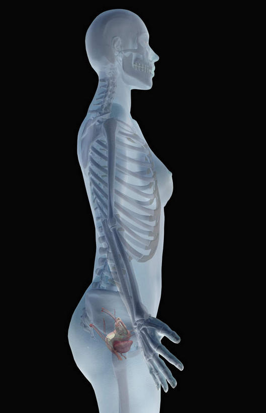 血管,膀胱,卵巢,子宫,无人,竖图,插画,室内,特写,白天,正面,数码,科技,静物,阴影,黑色背景,网络,医学,高光,几何,计算机图形,合成,图画,画,人体,电脑合成图,数码合成图,生物学,漫画,生理学,写实,具体,具象,女性生殖器官,子宫动脉,彩图,生殖器官